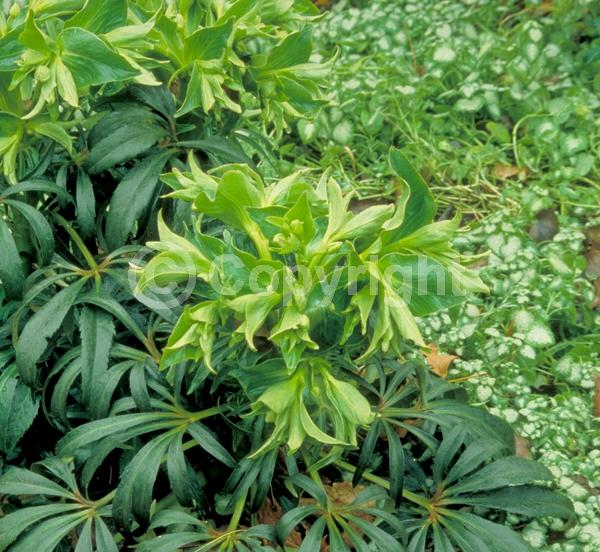 Green blooms; Evergreen