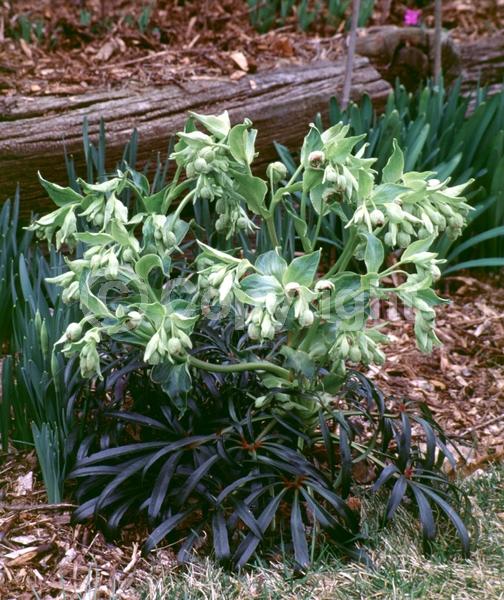 Green blooms; Evergreen