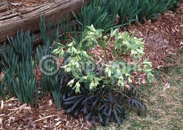 Green blooms; Evergreen