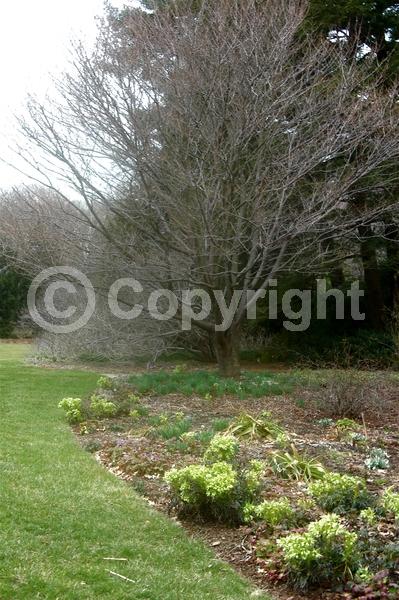 Green blooms; Evergreen