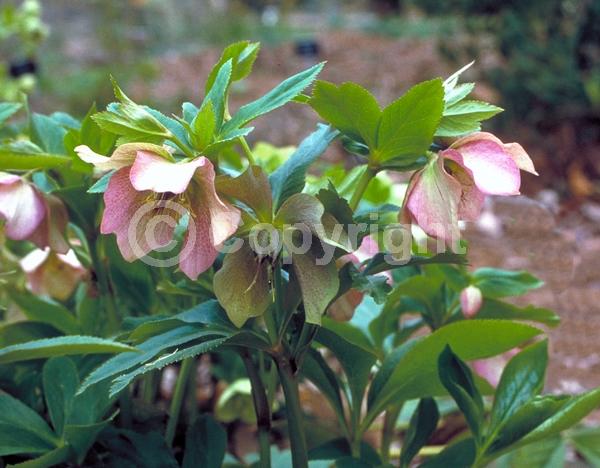 White blooms; Pink blooms; Evergreen; Needles or needle-like leaf