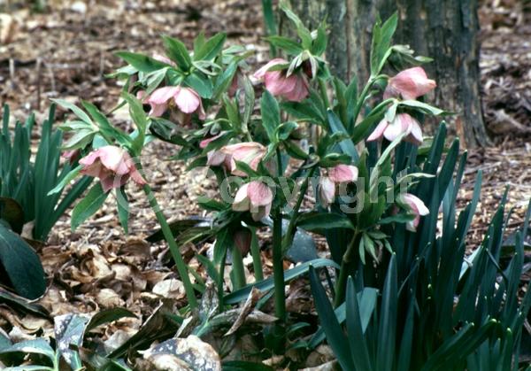 White blooms; Pink blooms; Evergreen; Needles or needle-like leaf