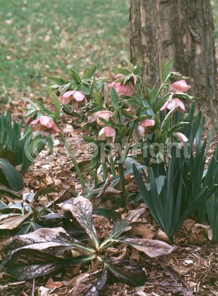 White blooms; Pink blooms; Evergreen; Needles or needle-like leaf