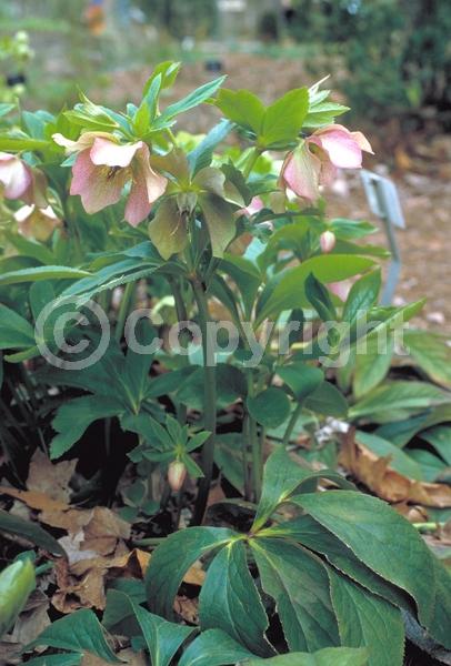 White blooms; Pink blooms; Evergreen; Needles or needle-like leaf
