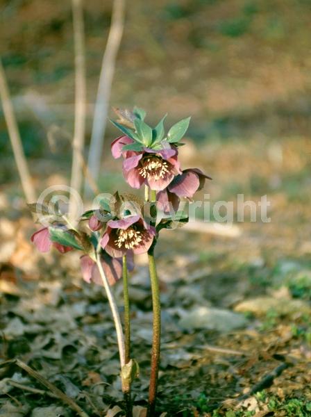 Red blooms; Pink blooms