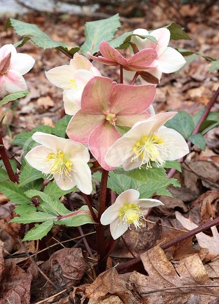 White blooms; Evergreen