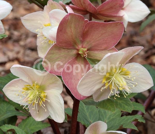White blooms; Evergreen