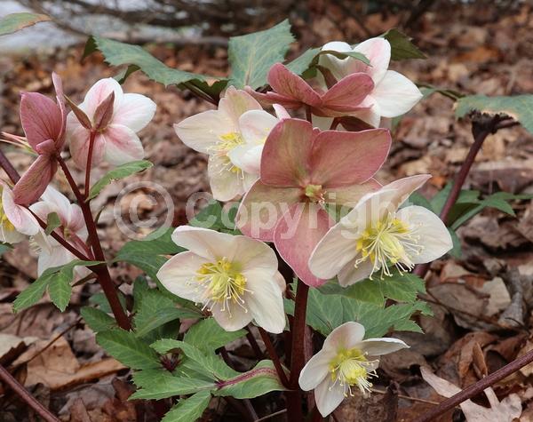 White blooms; Evergreen