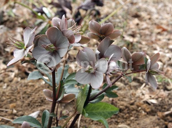 Pink blooms; Evergreen; Broadleaf