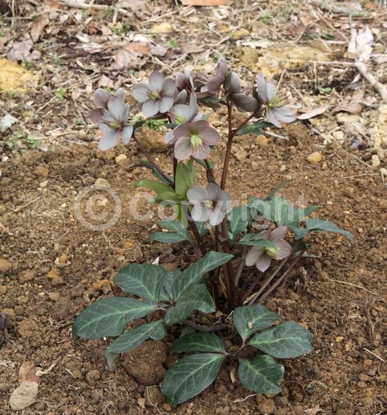 Pink blooms; Evergreen; Broadleaf