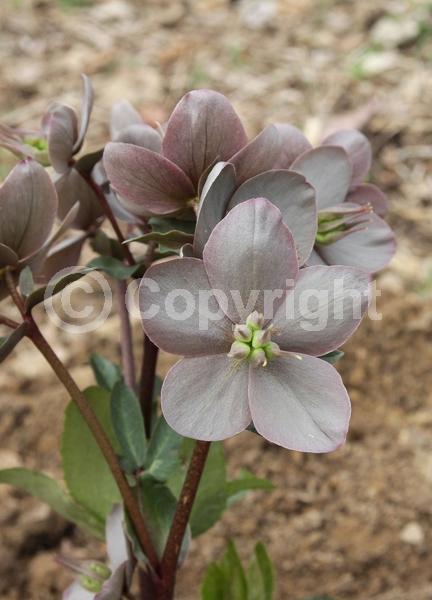 Pink blooms; Evergreen; Broadleaf