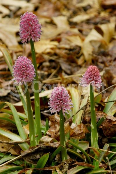 Purple blooms; Pink blooms; Evergreen; North American Native