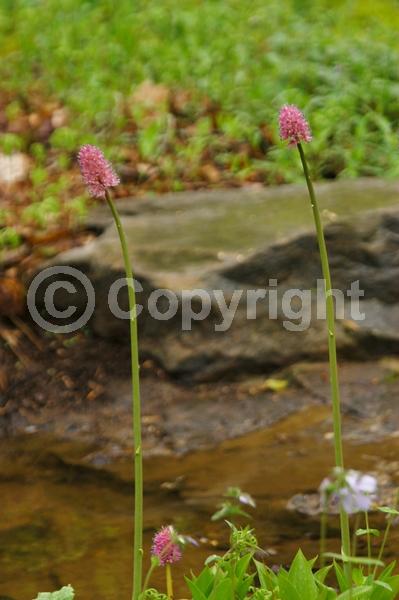 Purple blooms; Pink blooms; Evergreen; North American Native