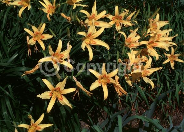 Yellow blooms; Deciduous