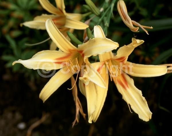 Yellow blooms; Deciduous