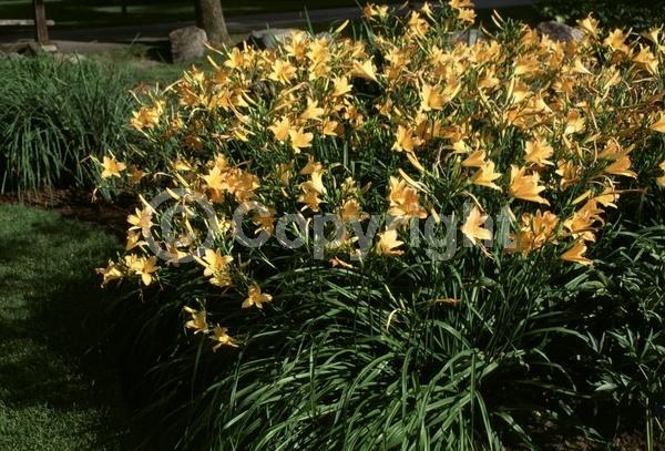 Orange blooms; Deciduous