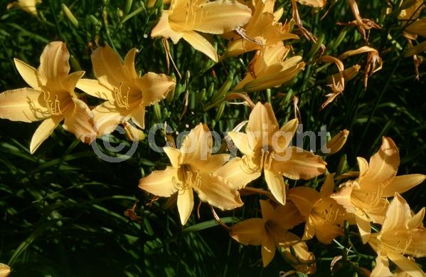 Orange blooms; Deciduous
