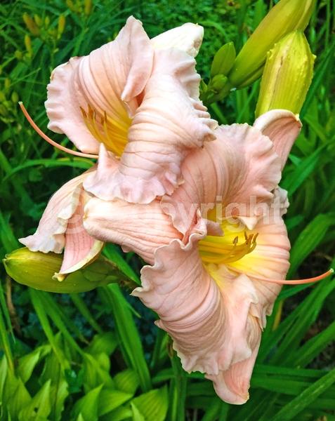 Pink blooms; Deciduous; Broadleaf