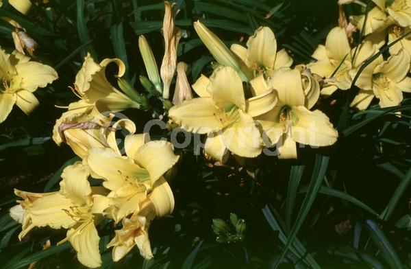 Yellow blooms; Deciduous