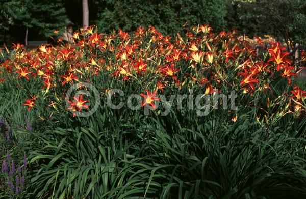 Red blooms; Deciduous