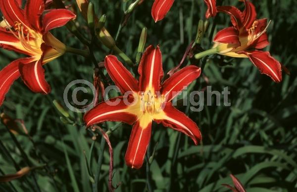 Red blooms; Deciduous