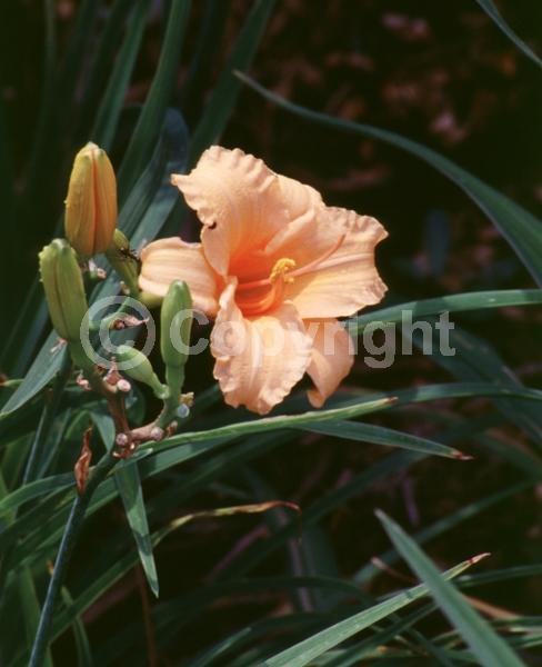 Orange blooms; Deciduous; Broadleaf