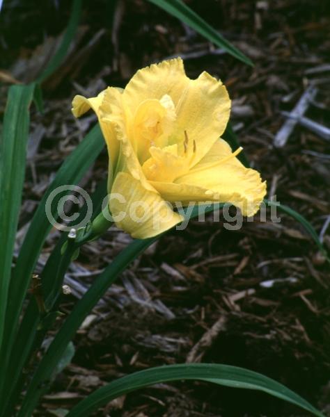 Yellow blooms; Deciduous; Broadleaf
