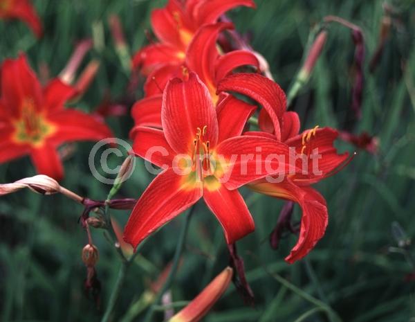 Red blooms; Deciduous
