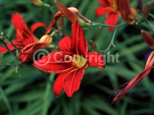Red blooms; Deciduous