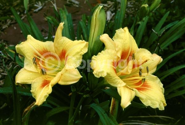 Yellow blooms; Deciduous; Broadleaf