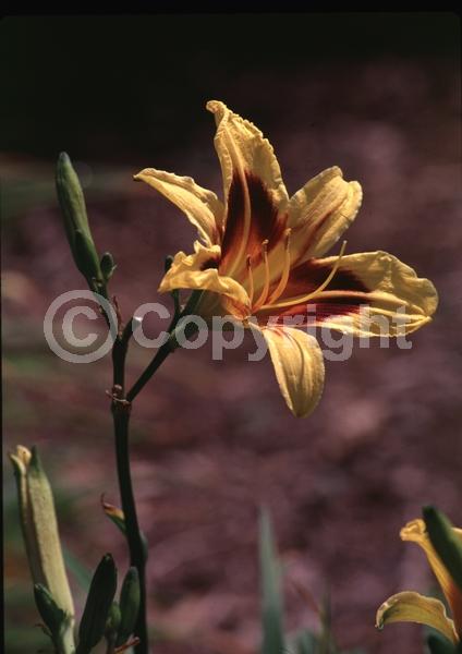 Orange blooms; Deciduous; Broadleaf