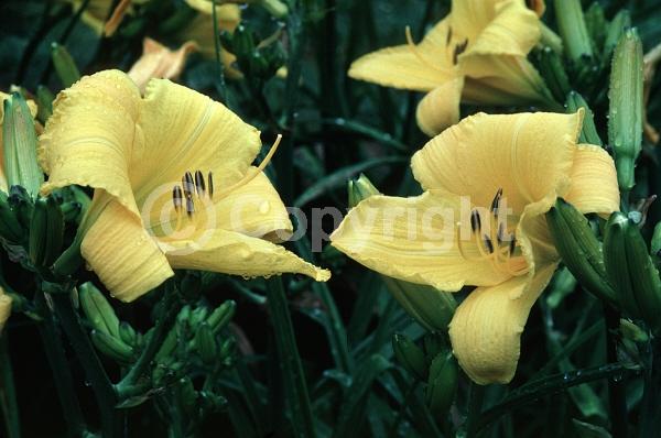 Yellow blooms; Deciduous; Broadleaf