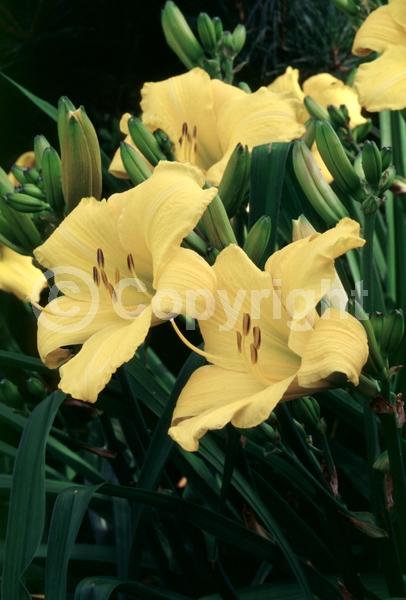 Yellow blooms; Deciduous; Broadleaf