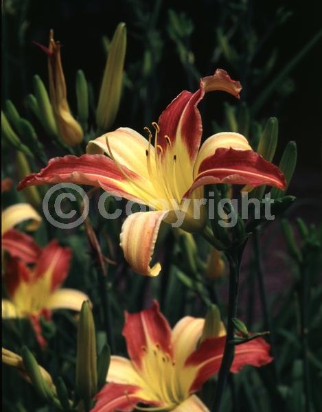 Red blooms; Yellow blooms