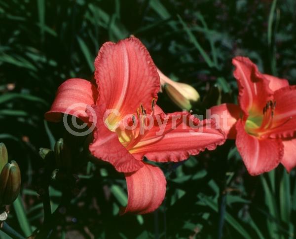 Pink blooms; Salmon blooms; Deciduous