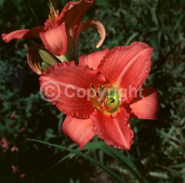Pink blooms; Salmon blooms; Deciduous