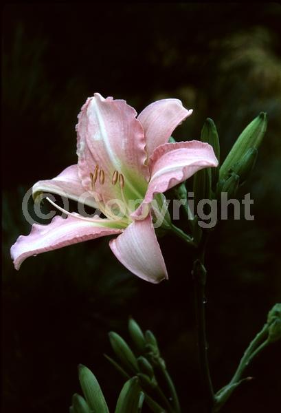 Pink blooms; Deciduous; Broadleaf