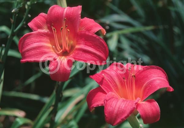Pink blooms; Deciduous; Broadleaf