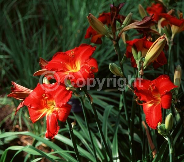 Red blooms; Deciduous