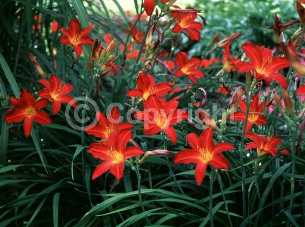 Red blooms; Deciduous