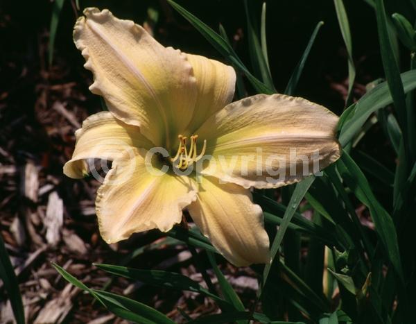 Salmon blooms; Deciduous; Broadleaf