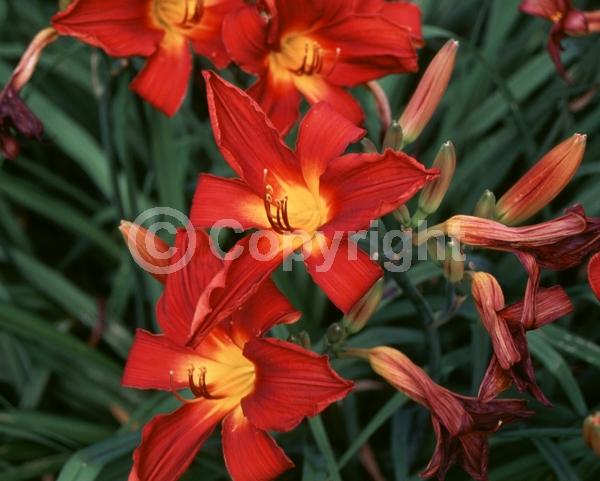Red blooms; Deciduous