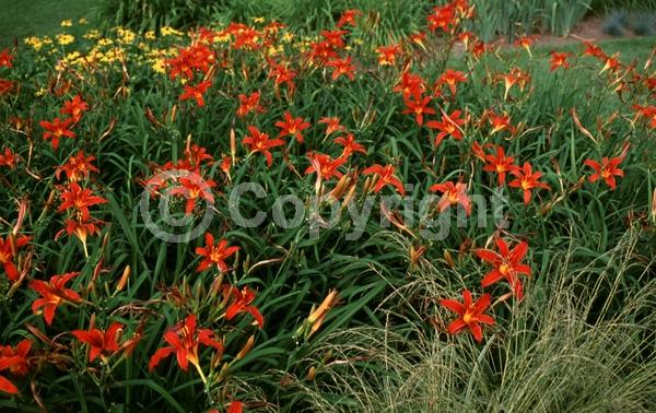 Red blooms; Deciduous