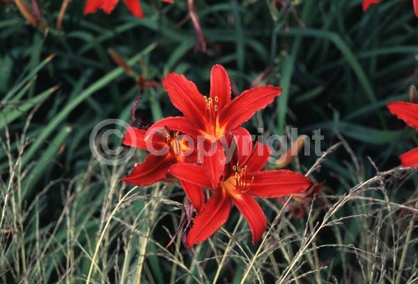 Red blooms; Deciduous
