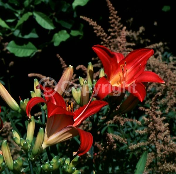 Pink blooms; Deciduous