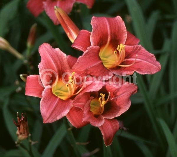 Pink blooms; Deciduous