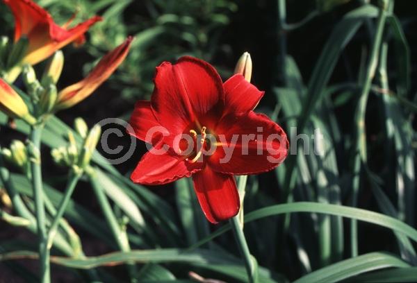 Red blooms; Deciduous