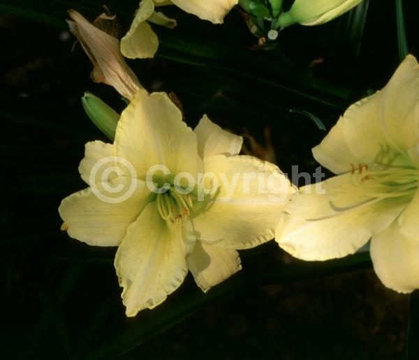 Yellow blooms; Deciduous