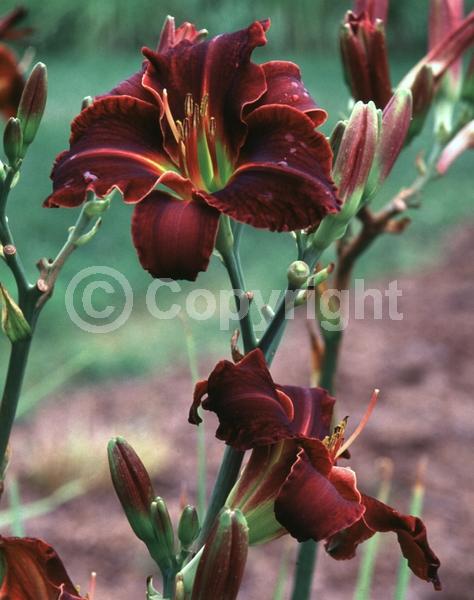 Red blooms; Deciduous; Broadleaf