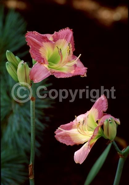 Pink blooms; Deciduous; Broadleaf